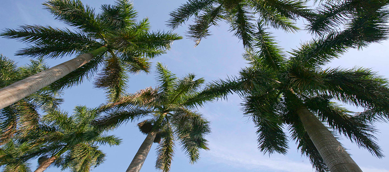 A photo of palm trees on campus.