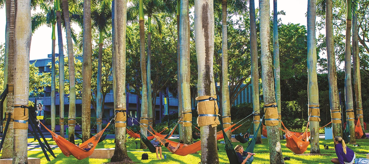 University of Miami students in the hammocks during finals week