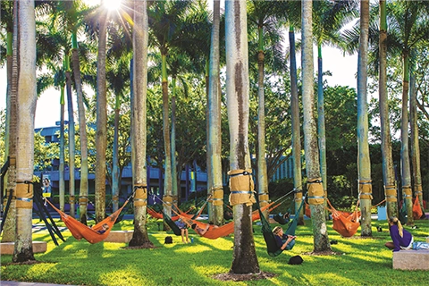 University of Miami students in the hammocks during finals week